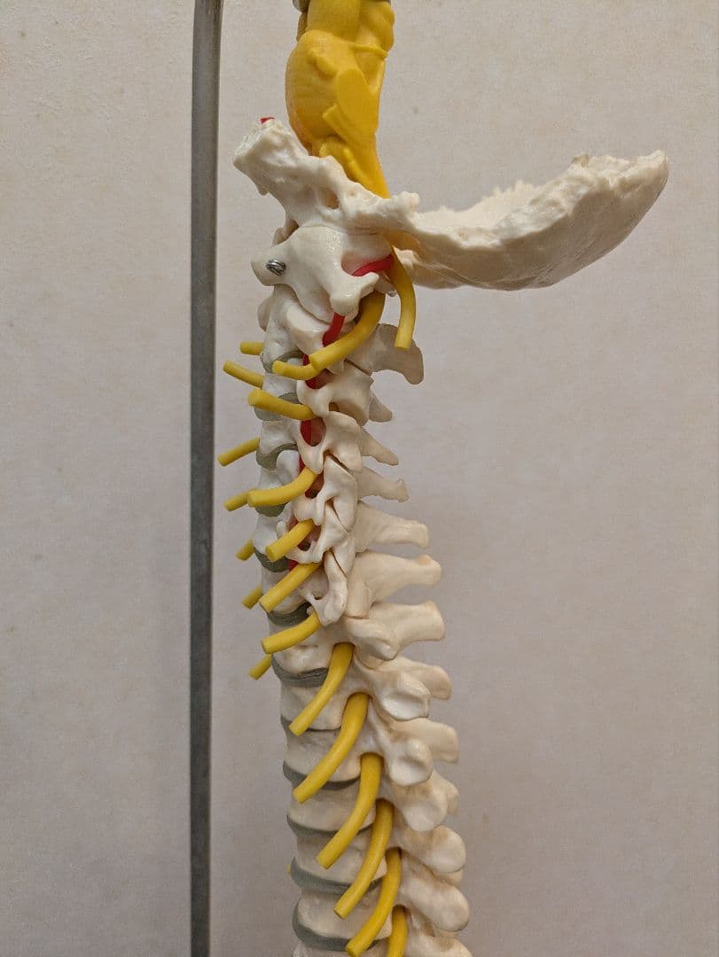 SHAMATAILOR-SOMSO(ソムソ)社製 脊柱模型 ドイツ製