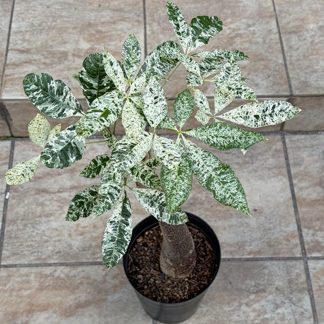 【大特価】パキラ　ミルキーウェイ　約5号鉢　No.002　鉢、送料込　メルカリ便