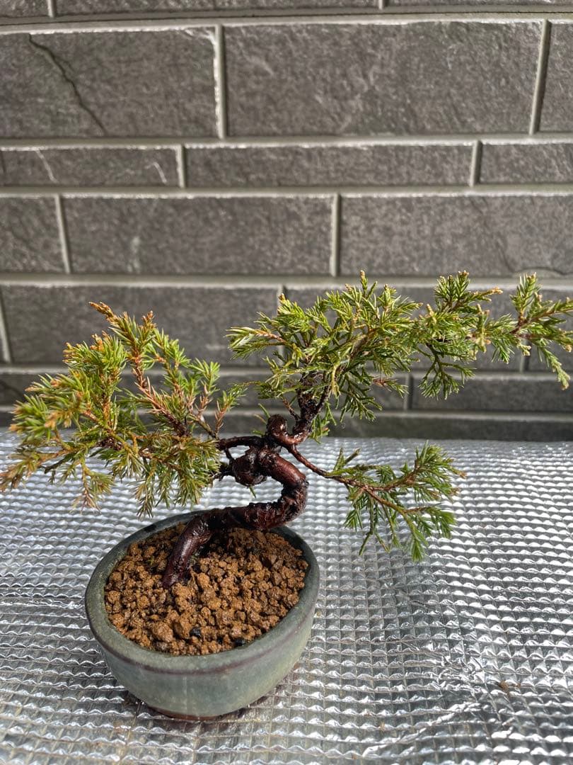 真柏 豆盆栽 五葉松/黒松/赤松/松柏/杜松 - メルカリ