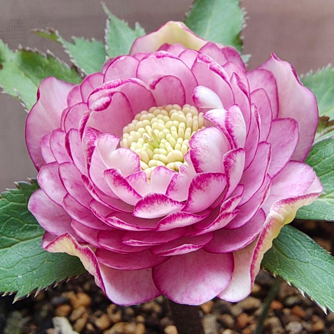 希少！認定ピンクアフロディーテ多弁小輪系 ブラッシュピコティ ペールピンク