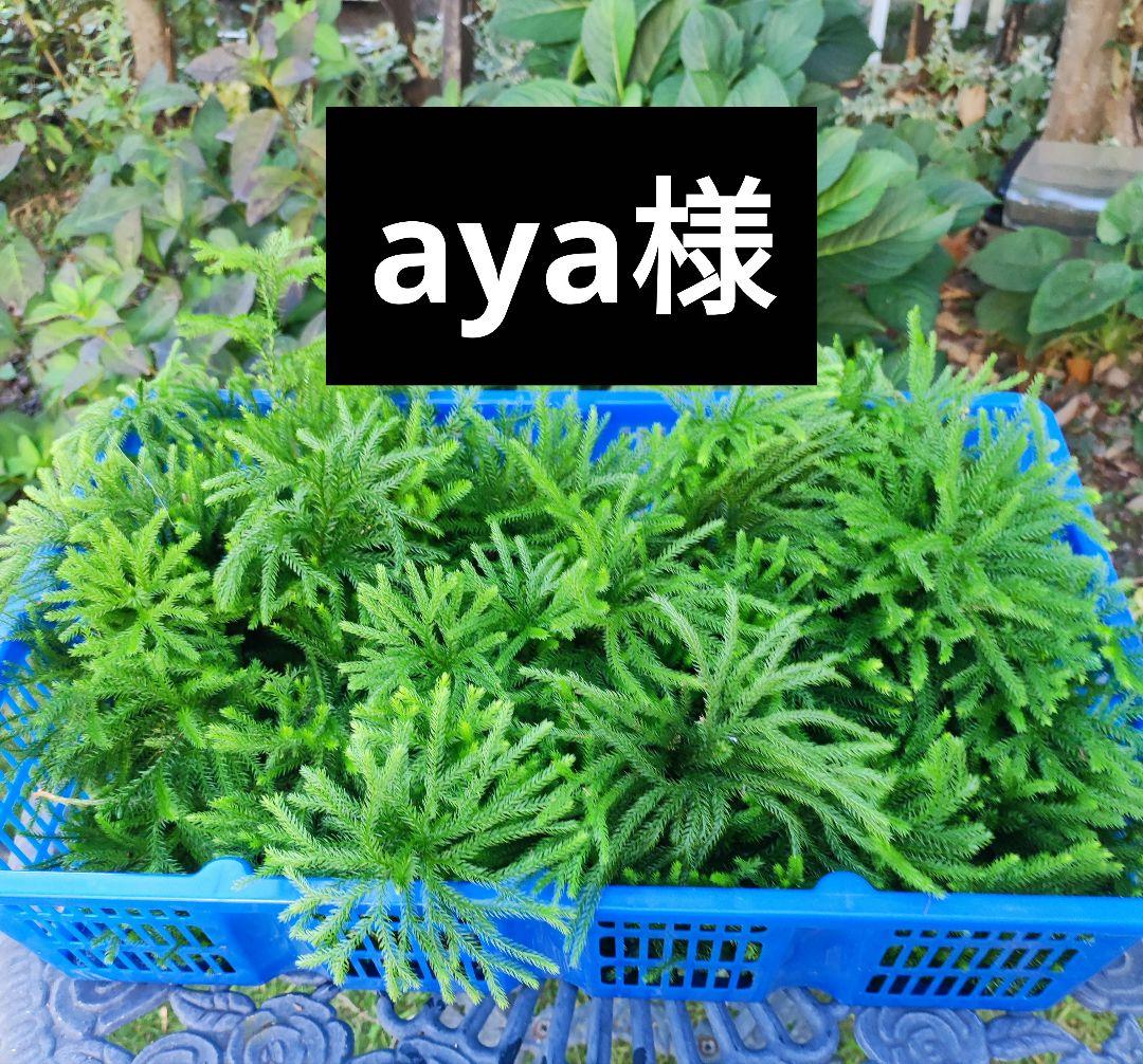 葉 aya
