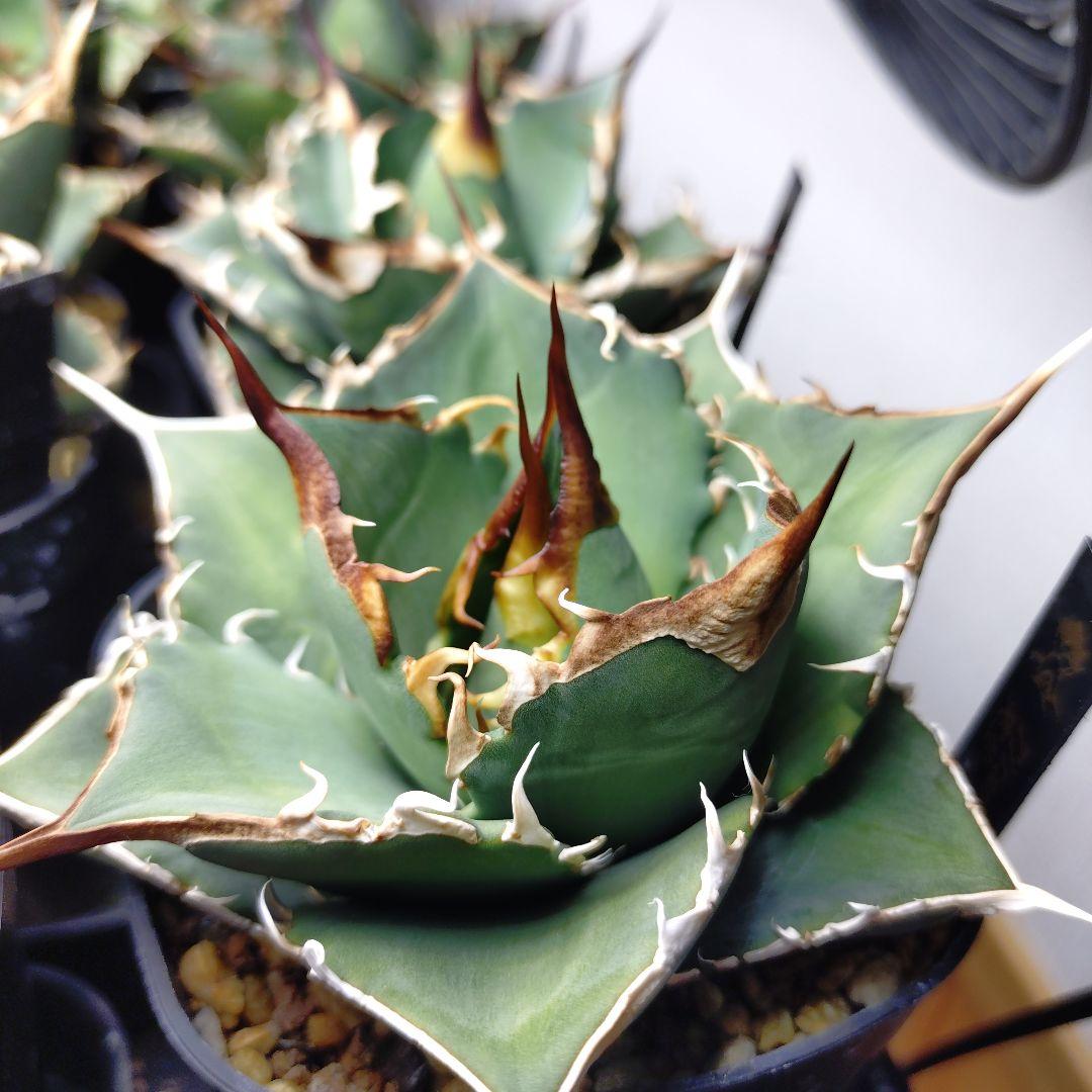 アガベ オテロイ 実生 選抜株