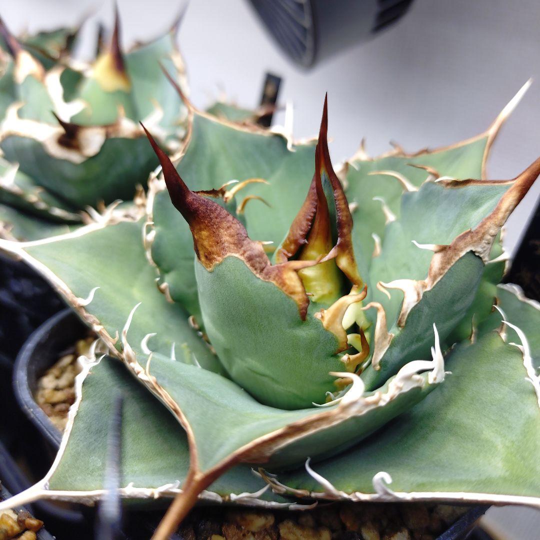 アガベ オテロイ 実生 選抜株