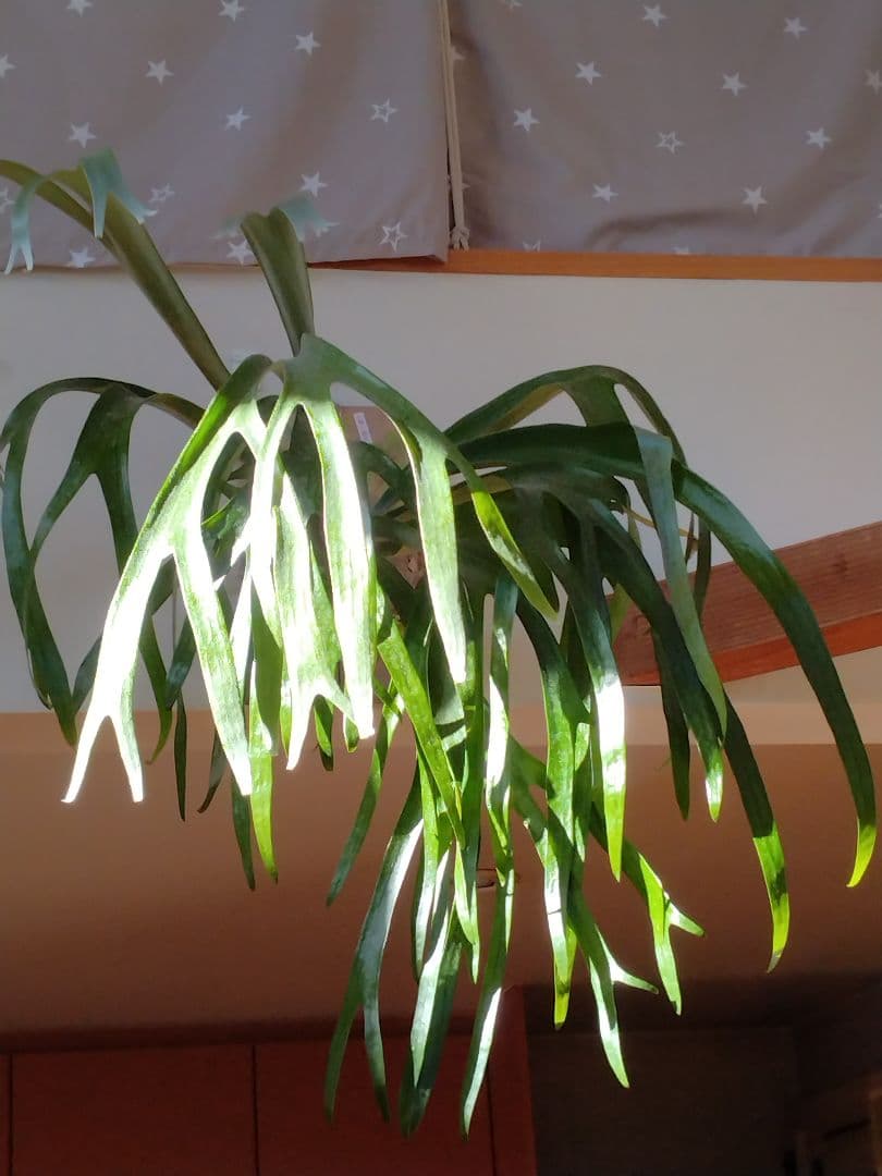 ビカクシダ 板付 観葉植物