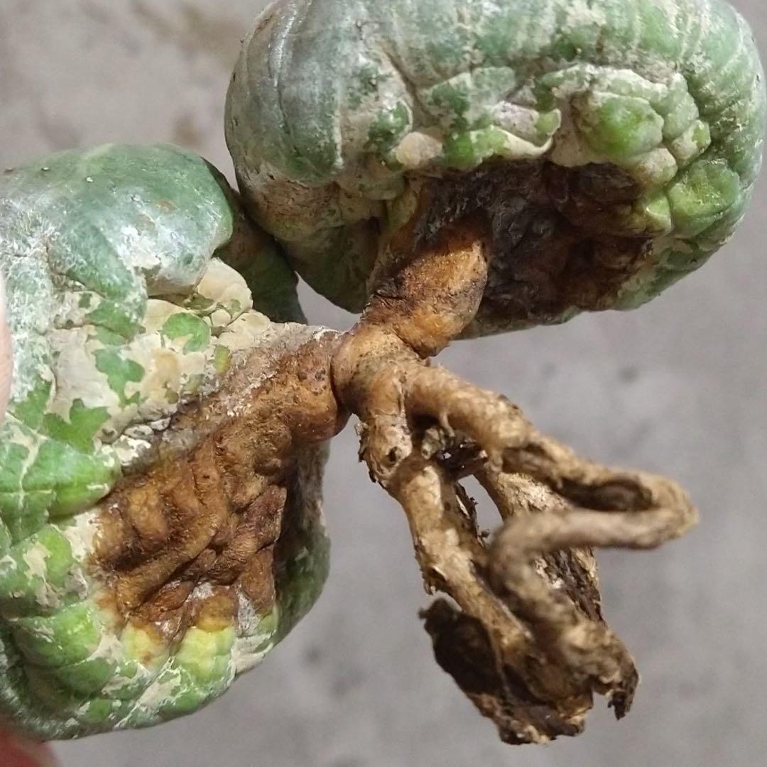 B17845☆オークション☆ユーフォルビア オベサ ダブルヘッド 美株