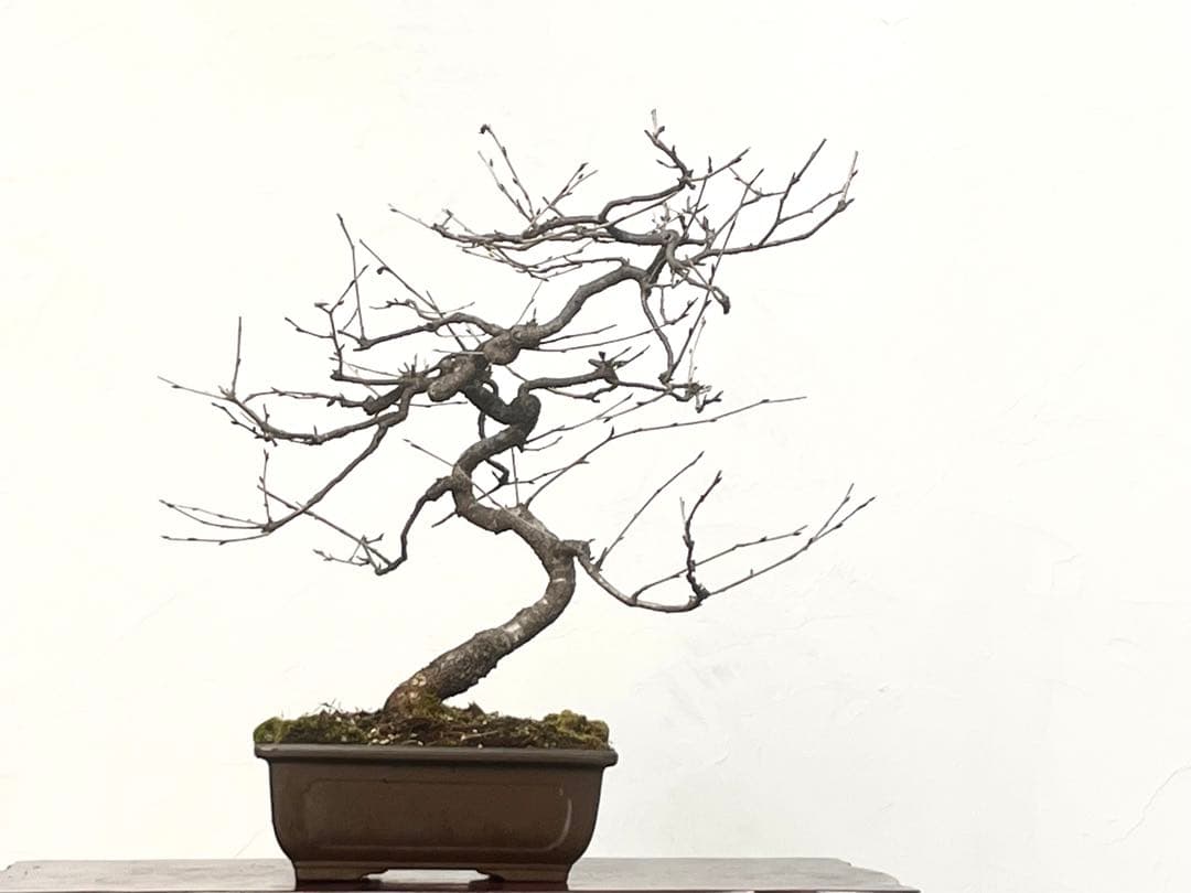 三河盆栽　フジザクラ　盆栽　さくら