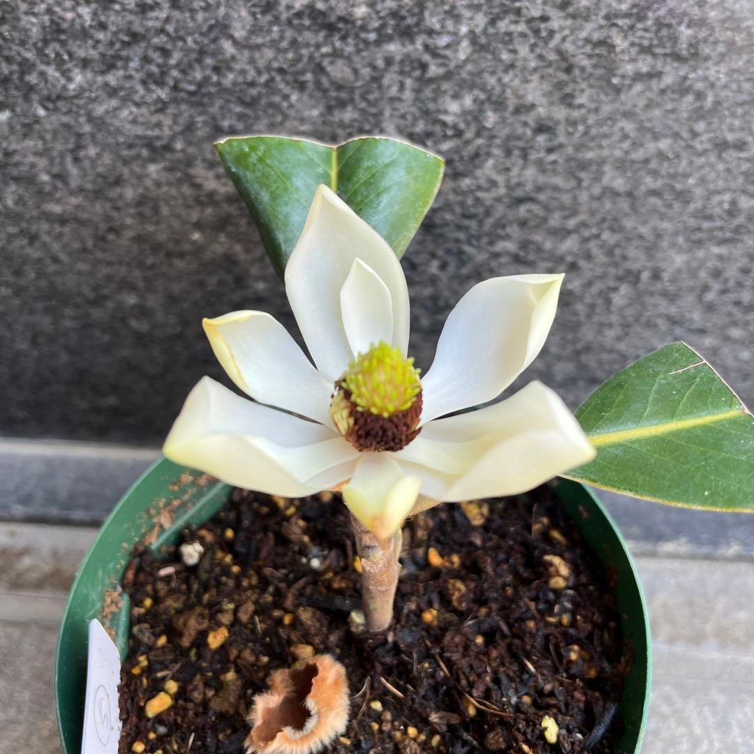 リトルジェム ケイパレス タイサンボク ④ - メルカリ