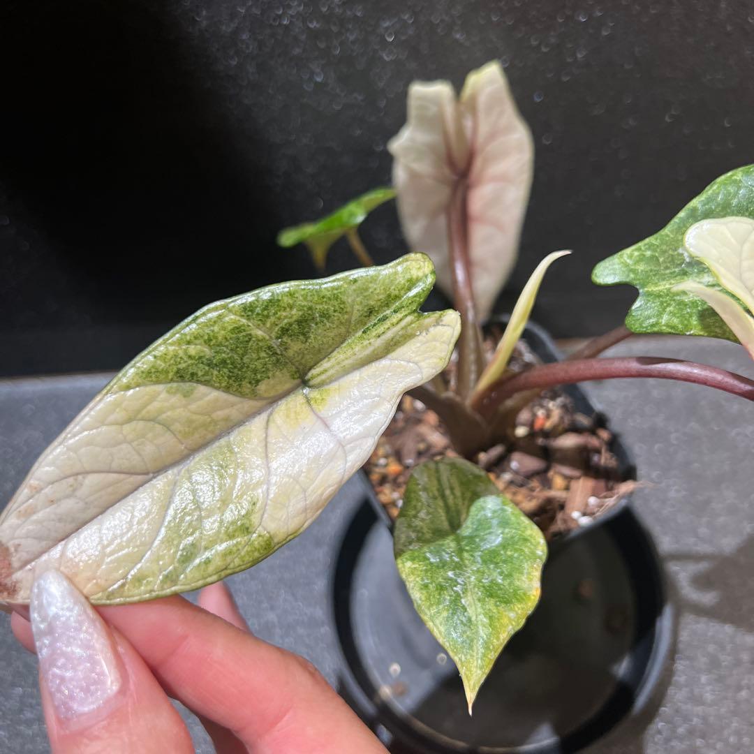 アロカシア スカルプラム ミント 芋 - メルカリ