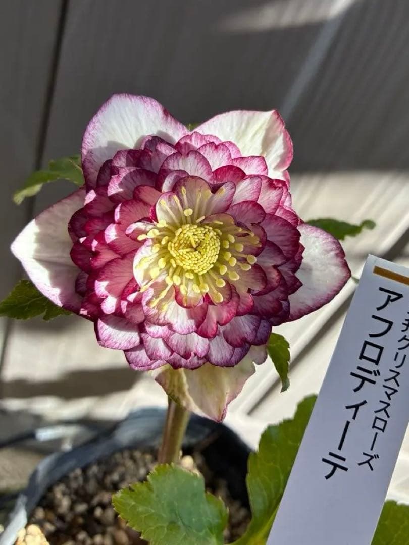 ♡認定♡アフロディーテ　極上整形花！！ クリスマスローズ開花株 DDアフロディーテプリマヴェーラ 378 現品限り