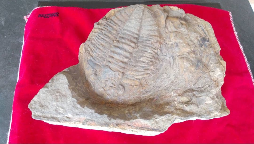 三葉虫化石　化石　古道具　アンティーク　ディスプレイ　オブジェ 長く伸びた三叉が特徴の三葉虫＞ 化石ファン憧れの三葉虫