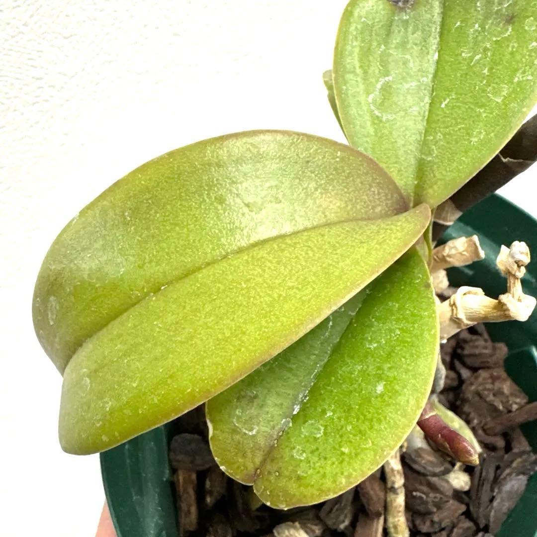 洋ラン 洋蘭 胡蝶蘭 交配種 コチョウラン - メルカリ