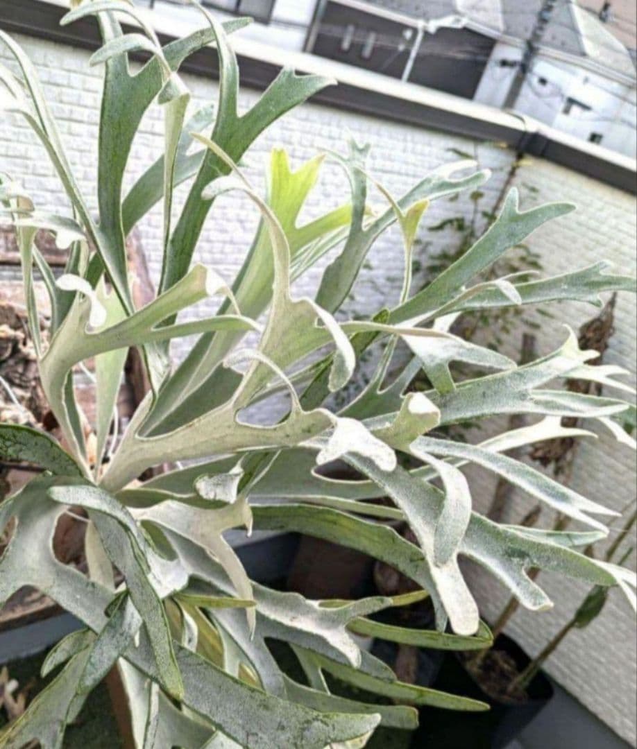 ビカクシダ☆P. 'Elsa'☆エルサ☆Snow Queen F307☆OC - メルカリ