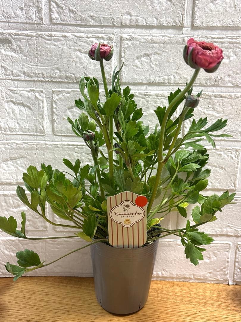 現品】ラナンキュラスラックス♡イカロス♡3.5号ロング♡ポットごと