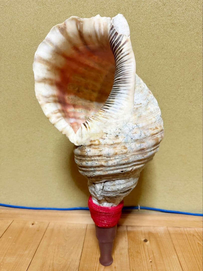 限定セール❗️最大級修験道法螺貝50㎝　肉厚　山伏ホラガイ　ほら貝