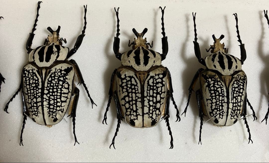 ゴライアスオオツノハナムグリ標本最終値下げ売り切り