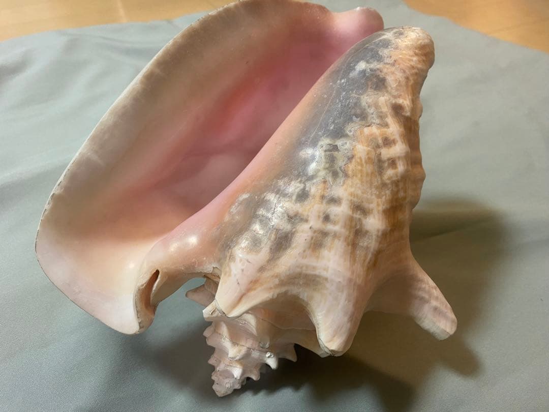 コンク貝 ピンク貝 オブジェ 法螺貝 貝殻 ほら貝 ピンク - メルカリ