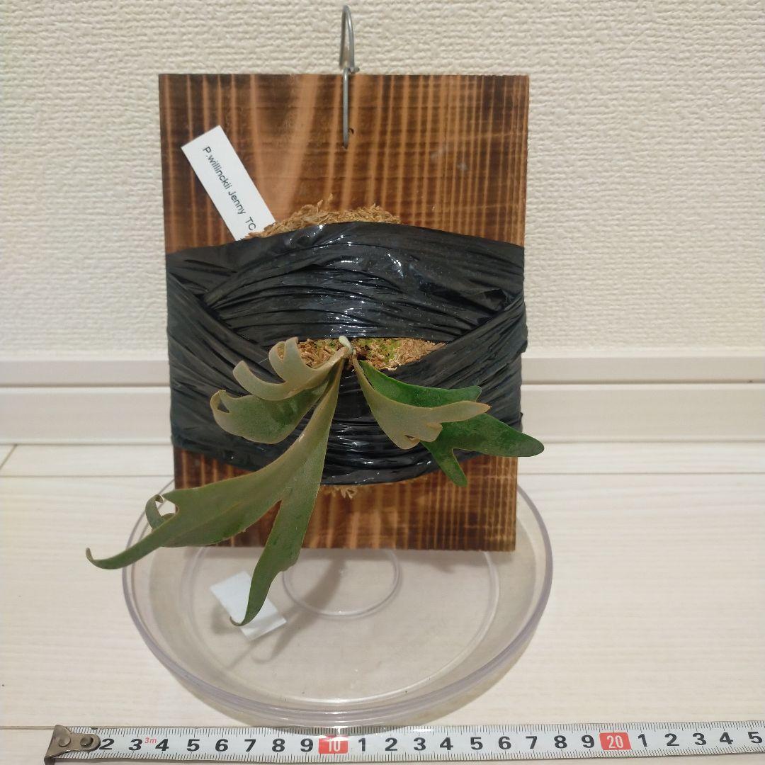 ビカクシダ ジェニー TC willinckii 'Jenny' - メルカリ