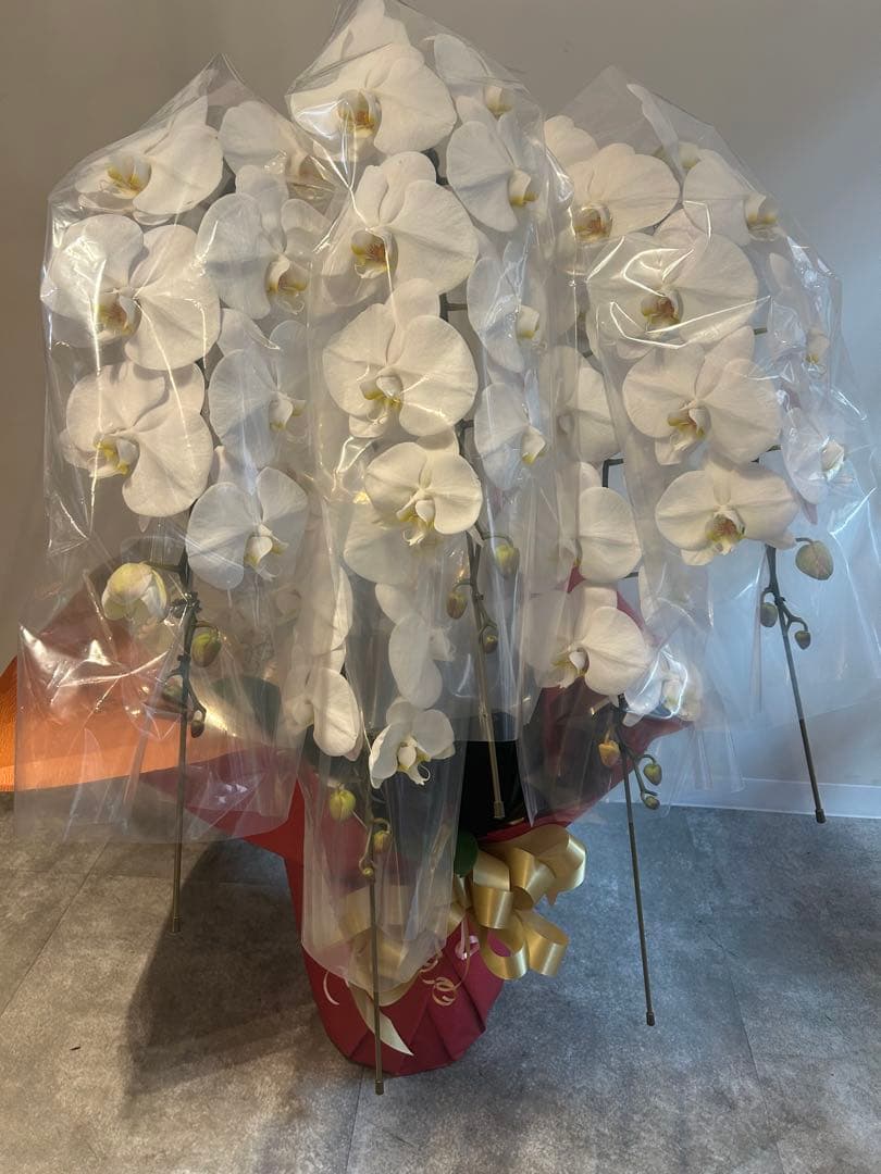 愛ふわふわ　白い胡蝶蘭　ラッピング付き　110センチ　北海道、沖縄発送不可