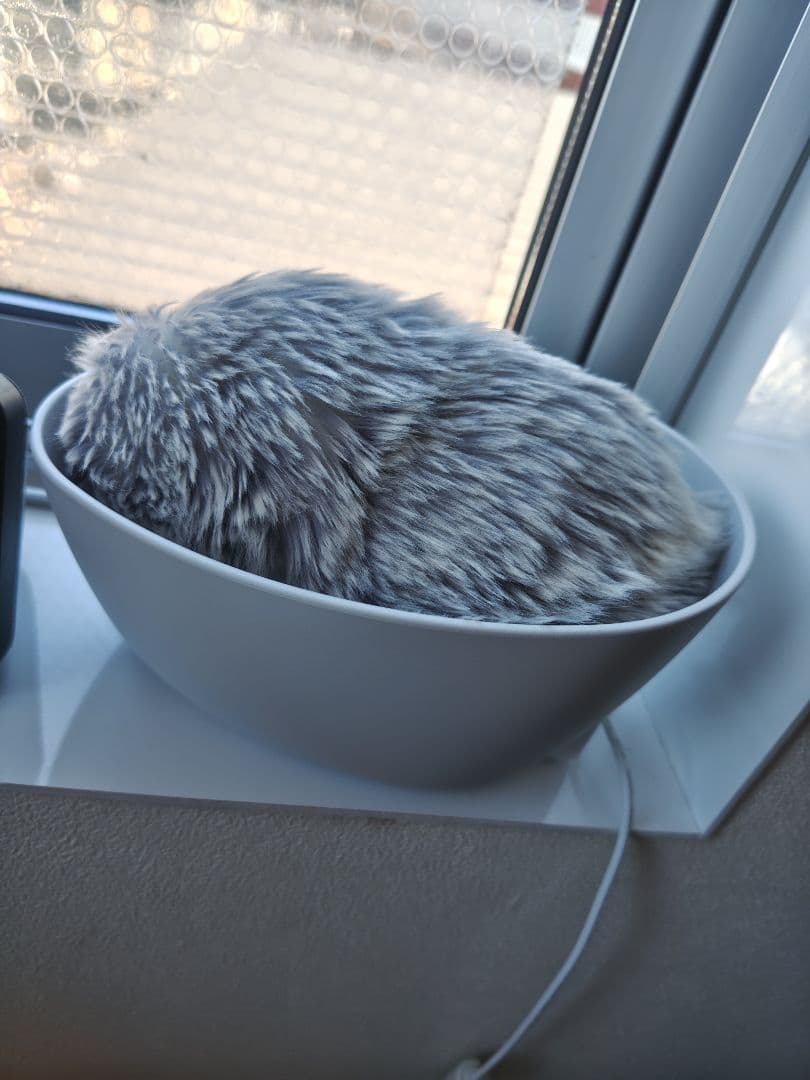 （最安値）モフリン Moflin シルバー