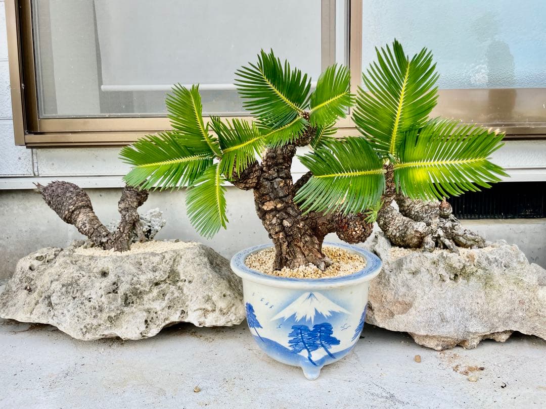 蘇鉄 ソテツ 盆栽 松肌