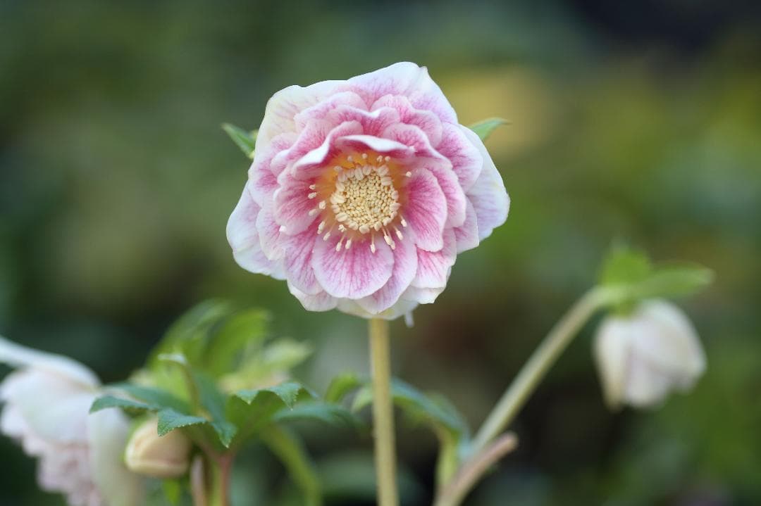 たんたんBwg026 クリスマスローズ 小苗 セット クリスマスローズ 開花苗 084 五角剣弁ピンク&グリーン : 花郷園