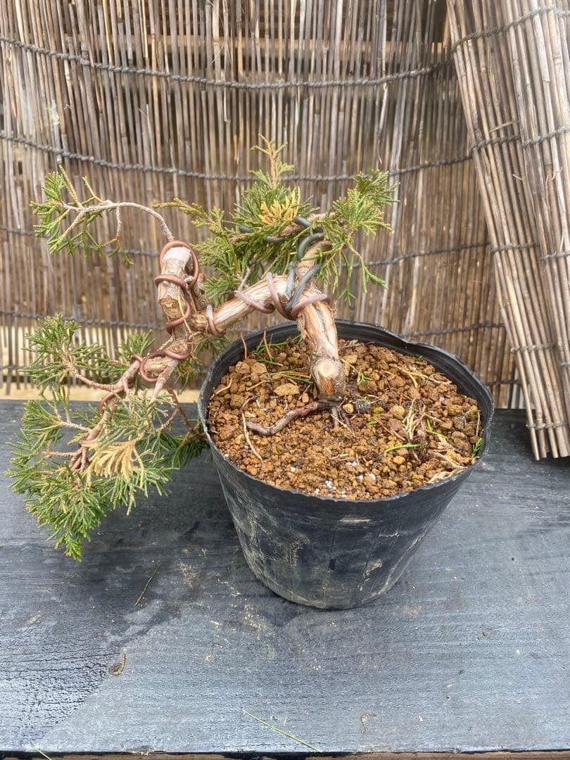 糸魚川真柏盆栽素材 2本セット - メルカリ