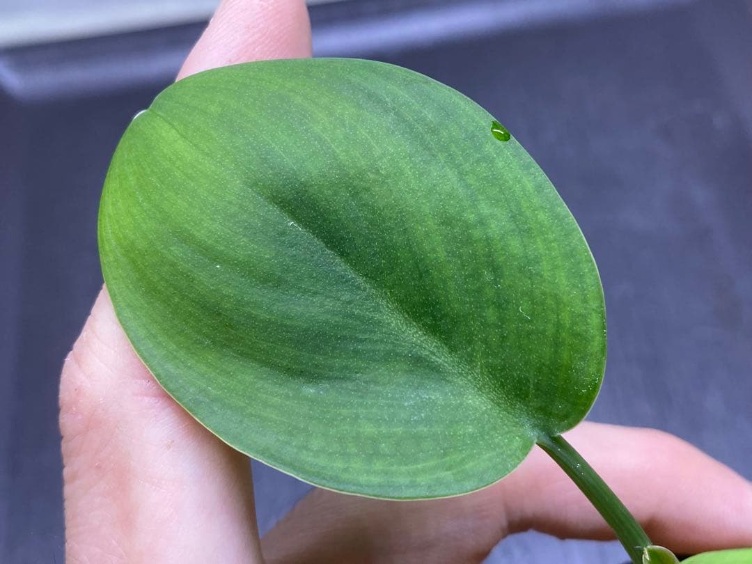 ホマロメナ / Homalomena sp. 青芒果 PP便 | 激安通販のイーサプライ