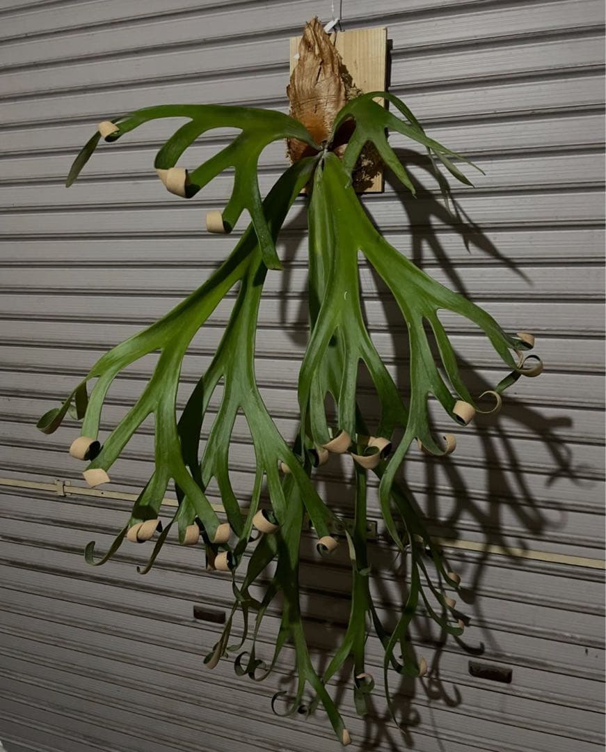 ビカクシダ ウィリンキー roll East Java 胞子 - メルカリ