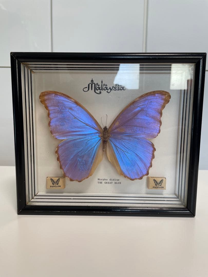 モルフォ蝶 Morpho didius ザ・グレートブルー 標本 マレーシア - メルカリ