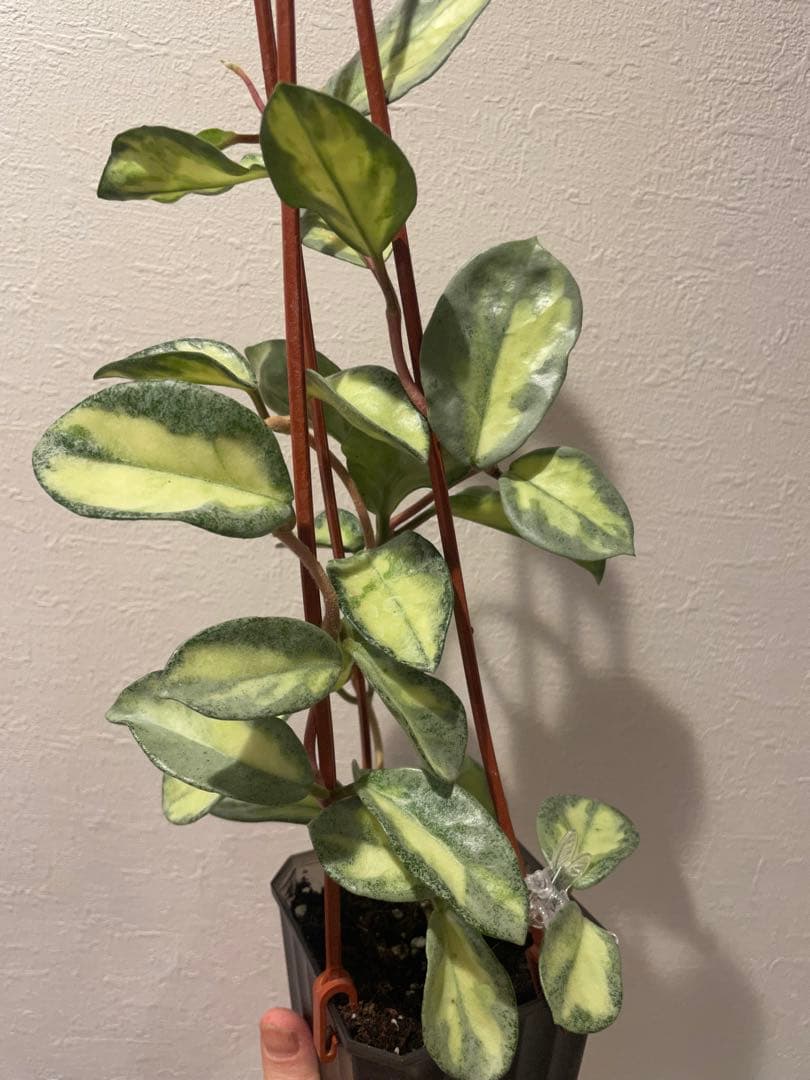 アオ様専用 レア ホヤ アルゲンティア プリンセス サクララン 美株