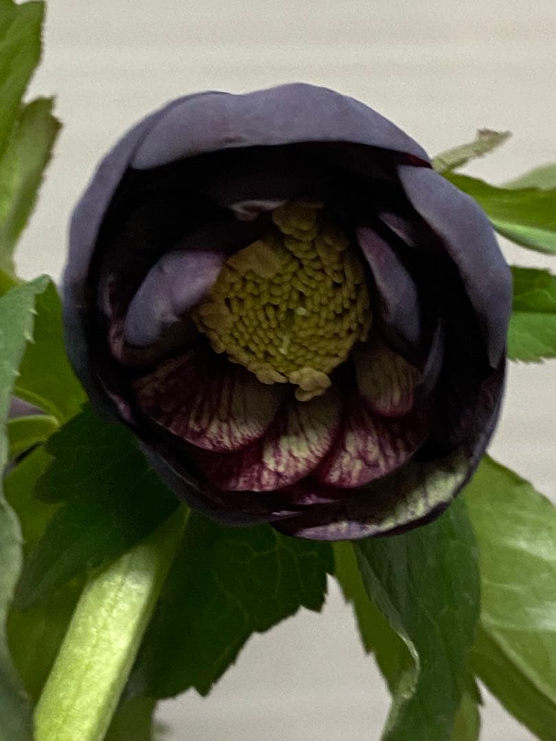 クリスマスローズ苗