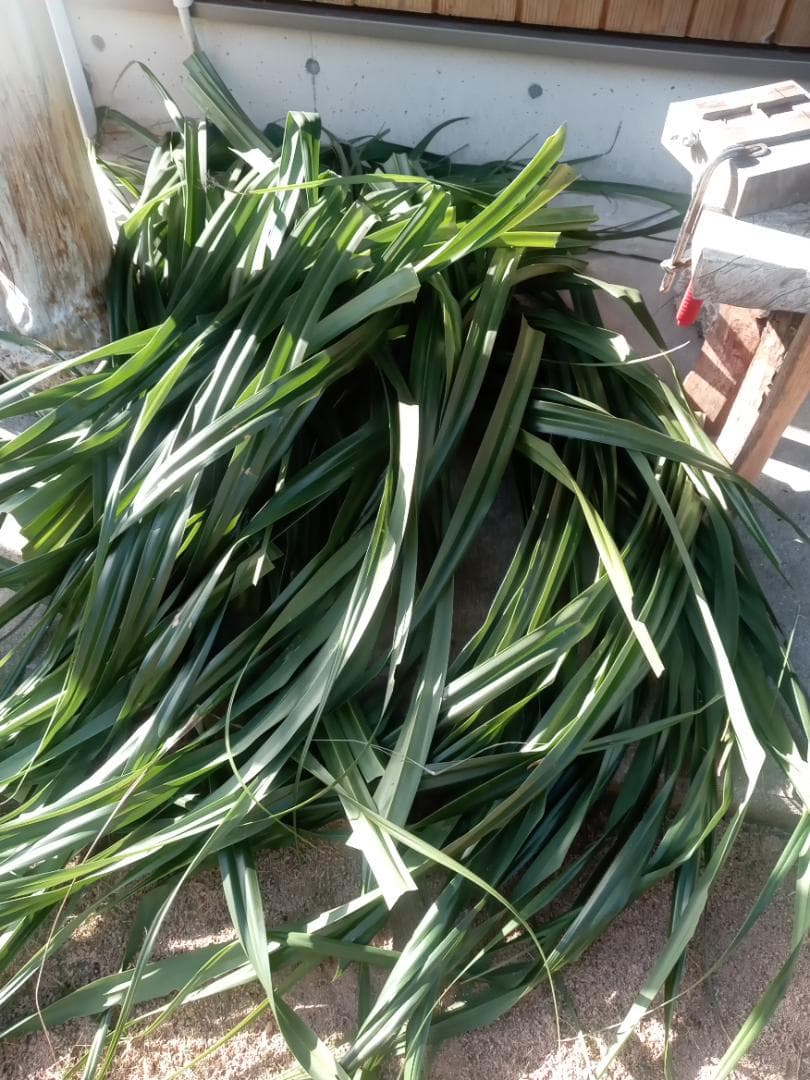 ハワイ産沖縄育ちのラウハラロール“25 Craft-Ⅸ”