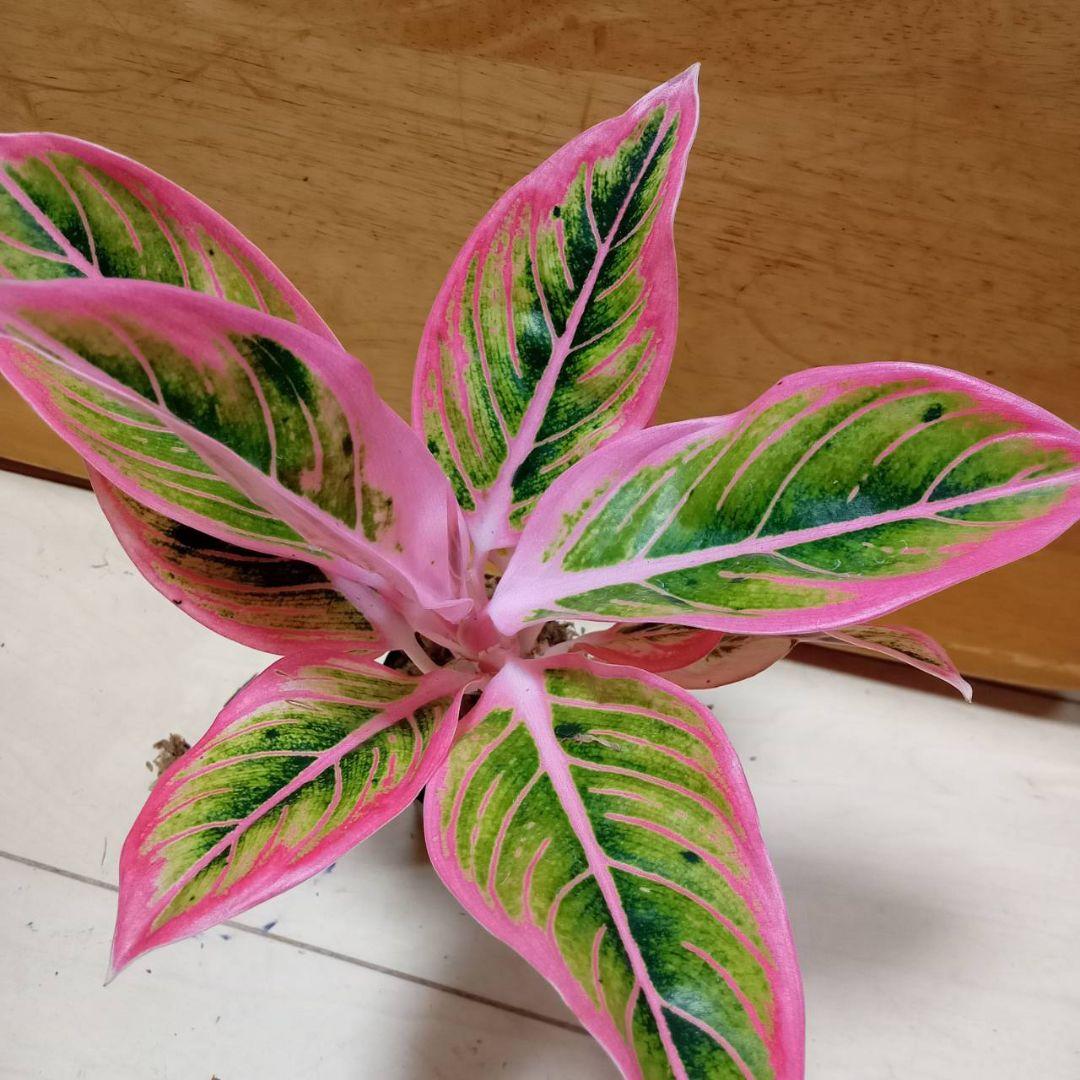 アグラオネマ　ロータス　デライト　観葉植物