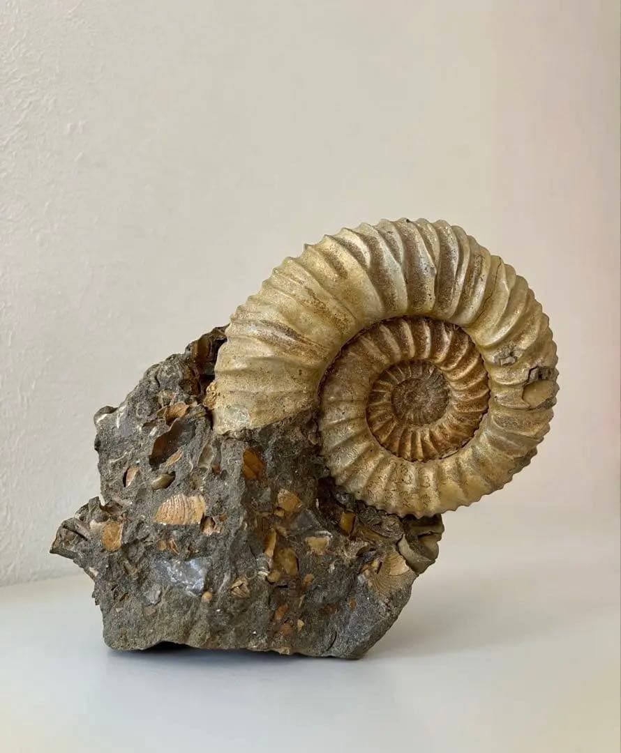 アンモナイト化石　希少美品14cm