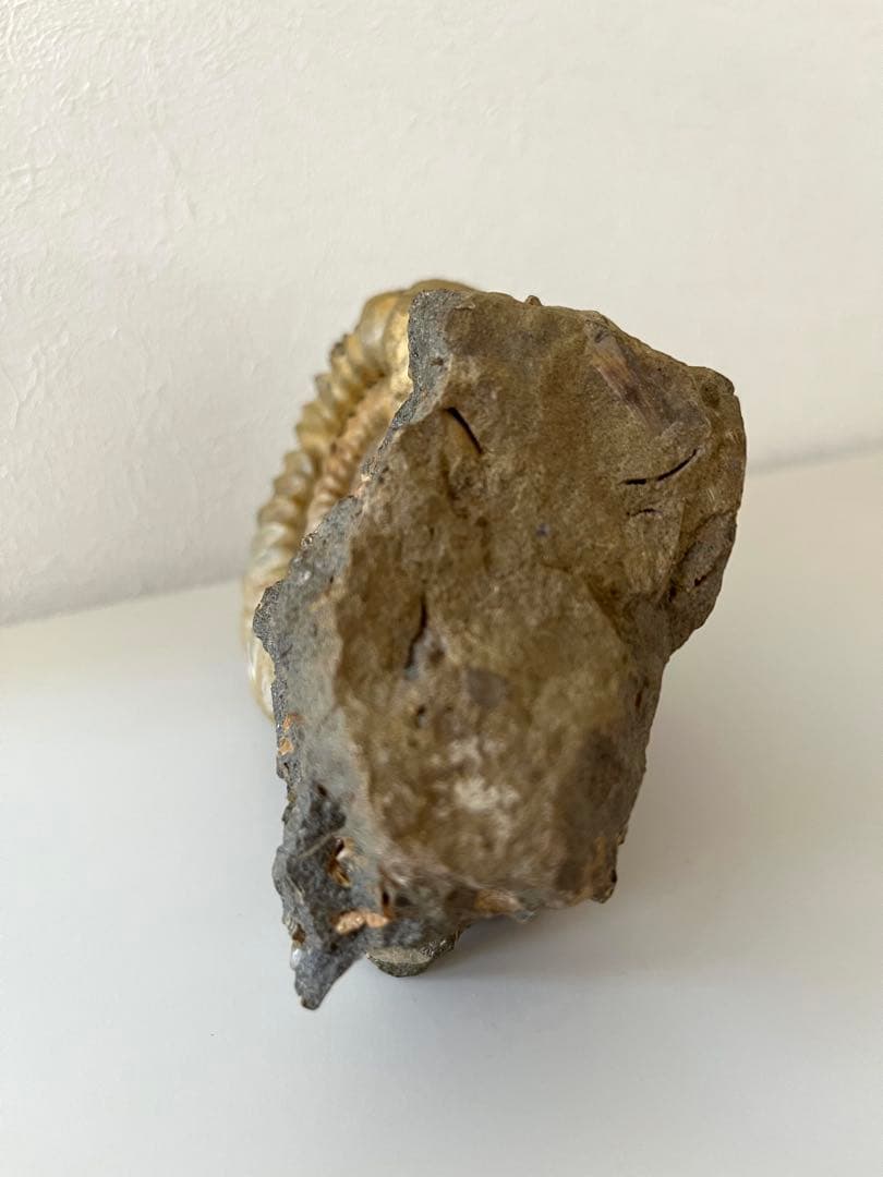 アンモナイト化石 希少美品14cm