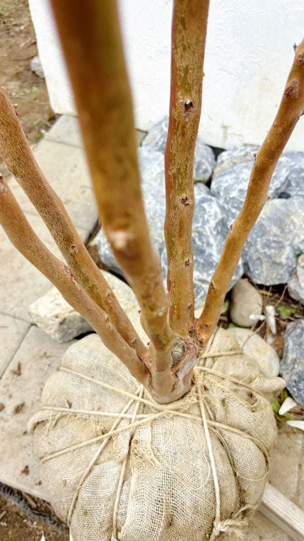 絶品黄金幹。ヒメシャラ切り戻し本株立ち2.8M(鉢底から) - メルカリ