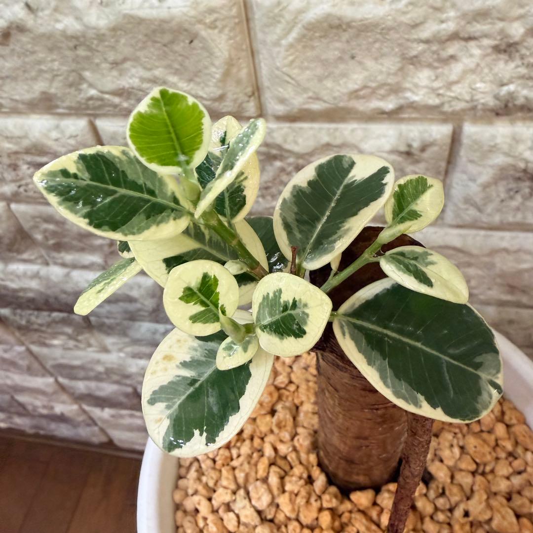 パンダガジュマル 斑入り 接木株 太幹 6号鉢 発根済・新芽あり 園芸ネット本店｜ガジュマル：パンダガジュマル 6号鉢植え* の通販【公式】