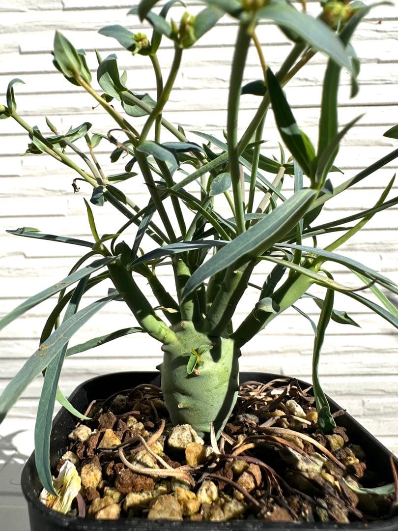 ユーフォルビア エチュベルクローサ 実生 (開花済み)