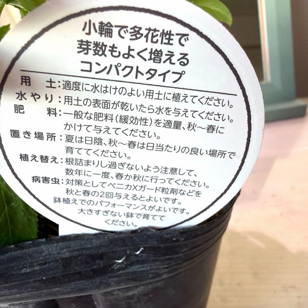 【横山園芸】クリスマスローズ プチドール　ss《1/15》ピンクベイン系