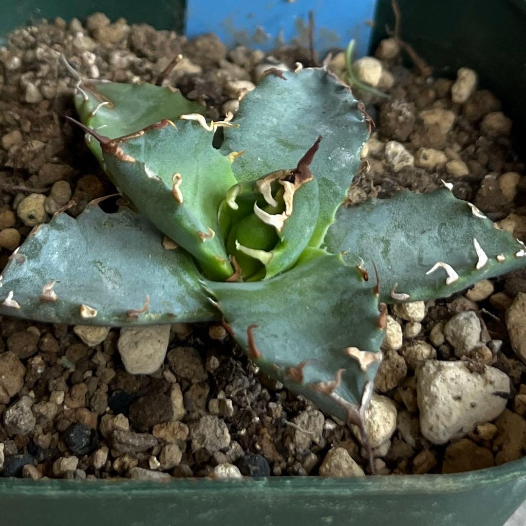 アガベハイブリッド エボリスピナ×チタノタB B - メルカリ