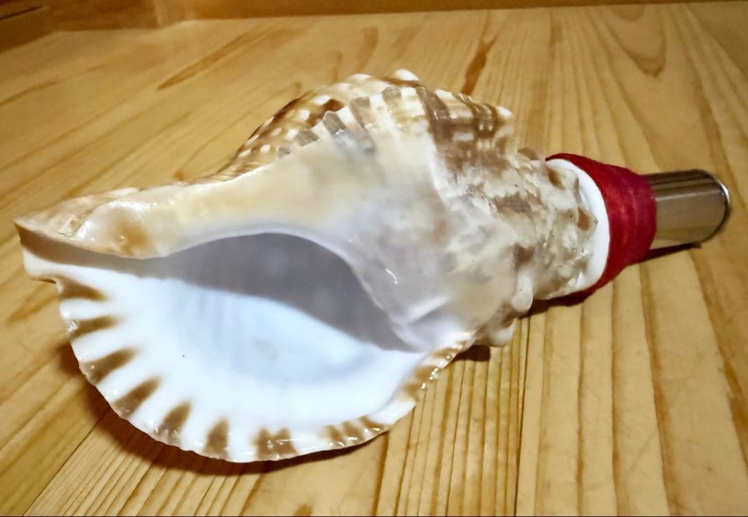 ミニ法螺貝 ほら貝 ホラガイ❣️ - メルカリ