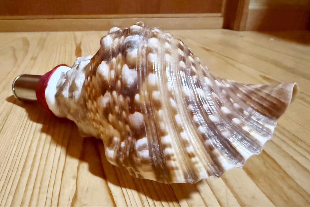 ミニ法螺貝 ほら貝 ホラガイ❣️ - メルカリ