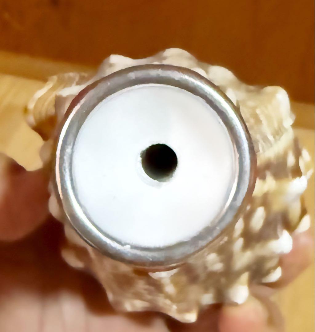 ミニ法螺貝 ほら貝 ホラガイ❣️ - メルカリ