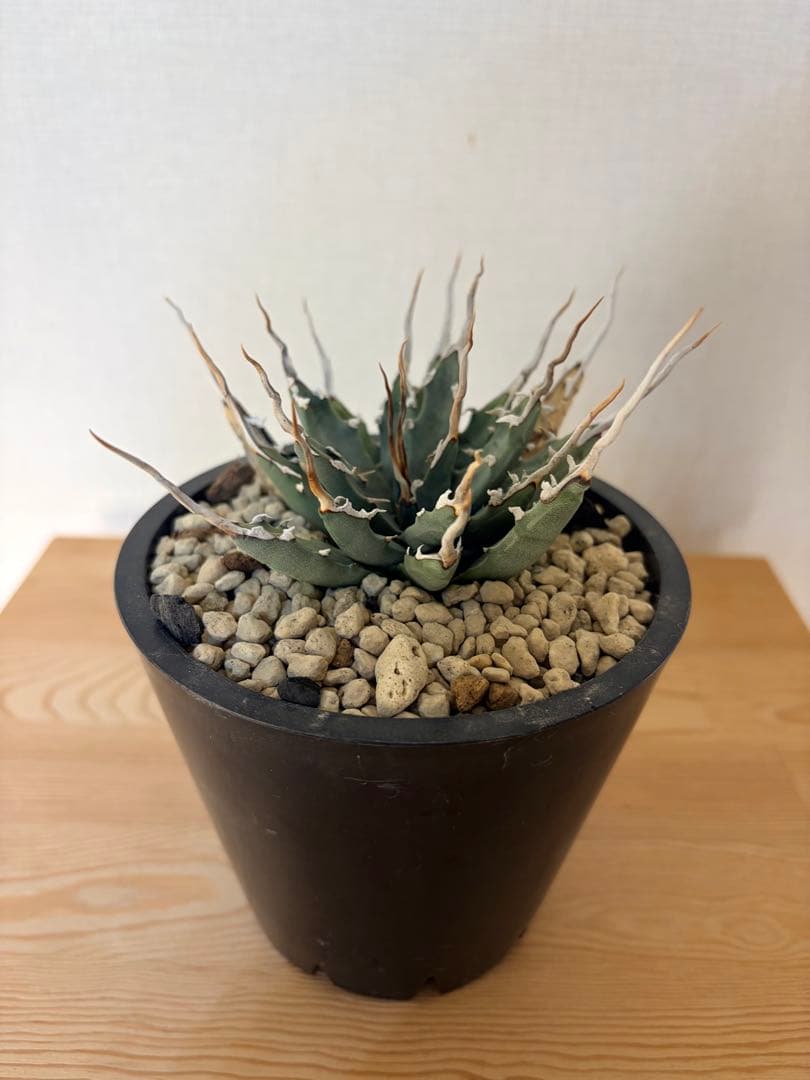 【hkhkmsk27】アガベ ユタエンシス エボリスピナ 実生