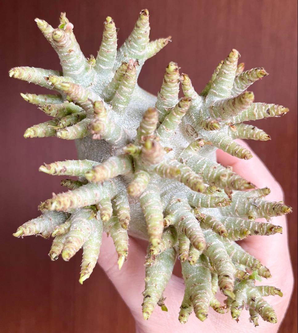 【激レア/ドワーフ/極太 】アデニウム アラビカム コーラルブランチ