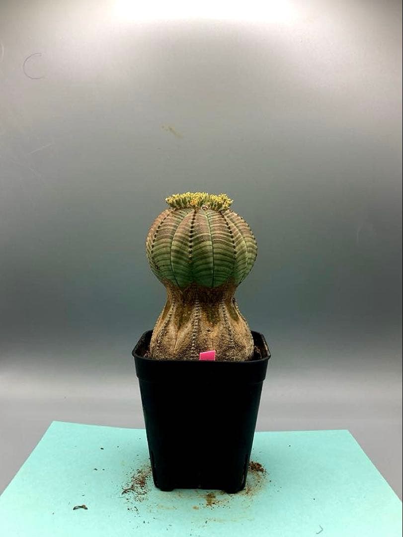 《2.5号P》ユーフォルビア　オールドオベサ　雄株