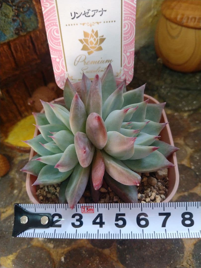 札付きリンゼアナ苗 ポットごとメルカリ便にて発送予定です。 - メルカリ