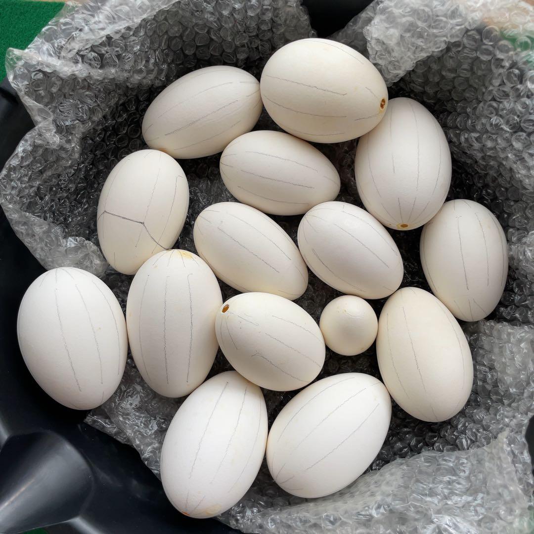 エッグアート用ガチョウの卵の殻15個と鶏の卵の殻1個