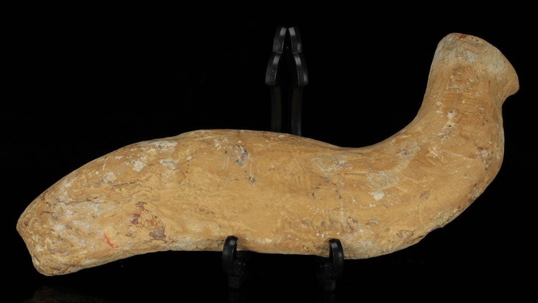 白亜紀前期 サンタナ層産 古代魚化石 魚類化石 クラドキクルス 骨格