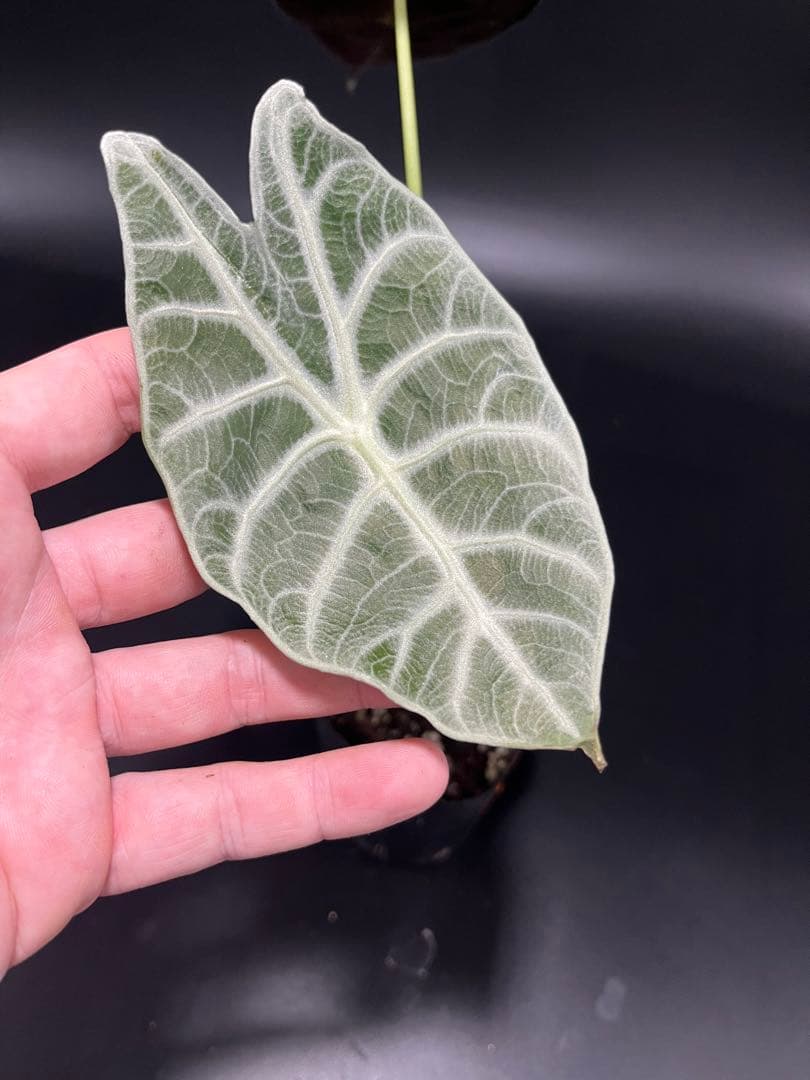 アロカシア ワトソニア ライトニング - メルカリ